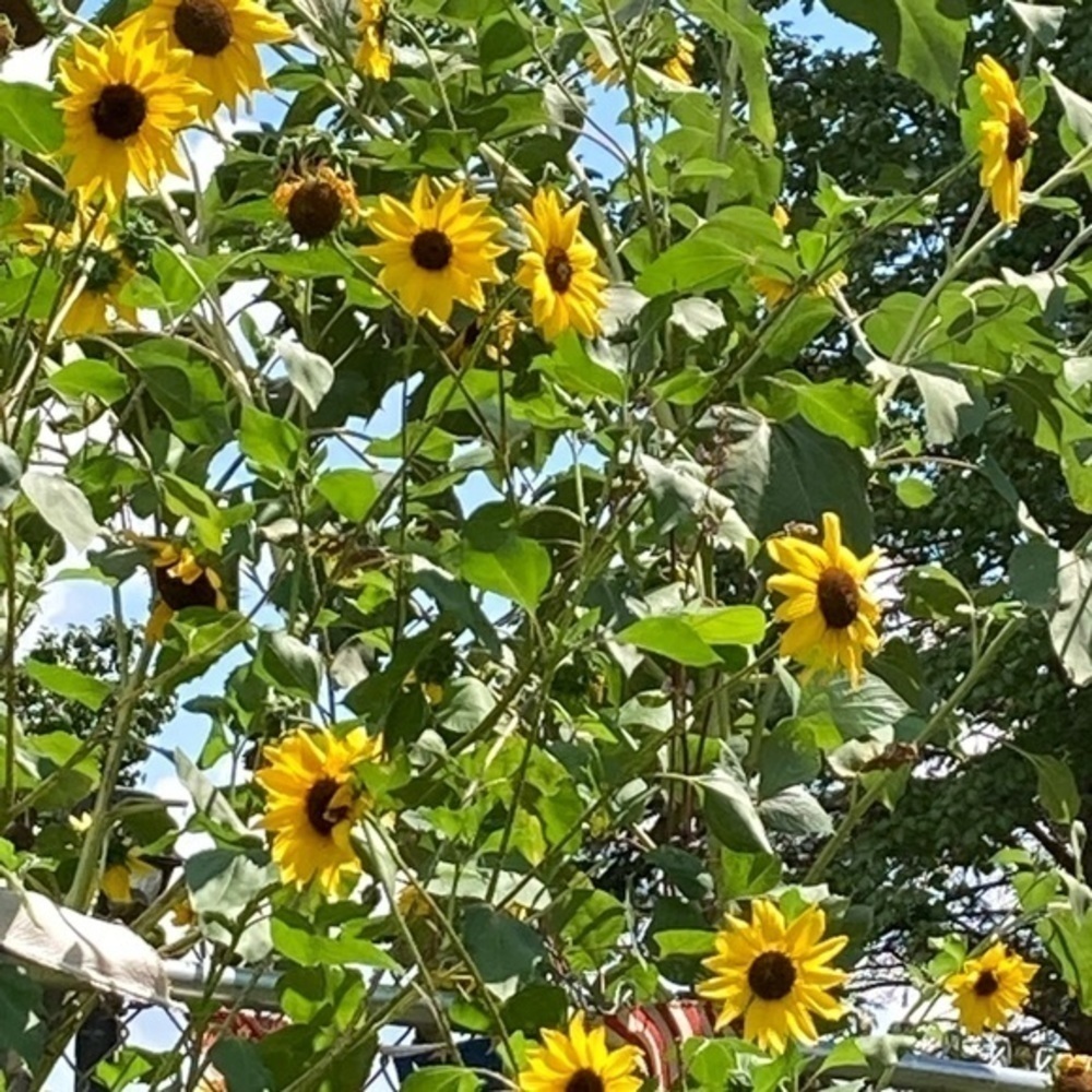 Let’s play nice y’all - Picture 7 of 14